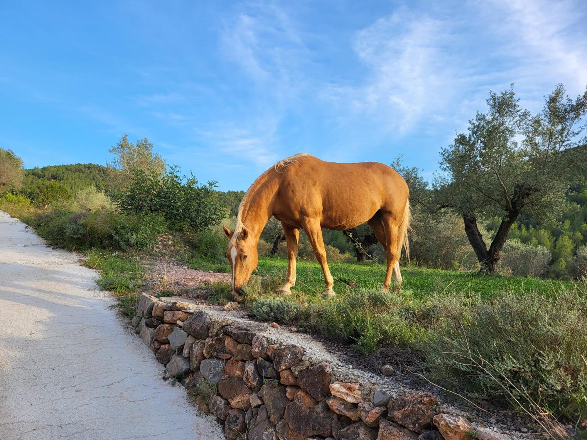 Masia De Matuta Vall de Almonacid Екстер'єр фото